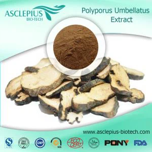 پودر عصاره گریفولا فروندوزا عرضه کننده عمده فروشی